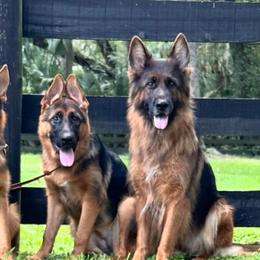 German Shepherds from Von Bourbon Shepherds