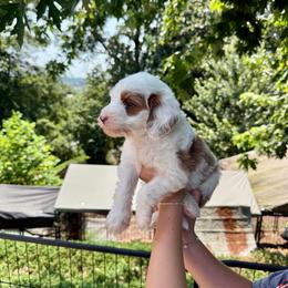 Boy 2 - Parti male Goldendoodle puppy in Calhoun, Georgia from Happy Top Doodles