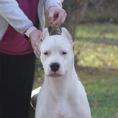 Maya - Dogo Argentino