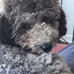 Poodle Puppies from Gerdanus Poodles