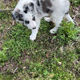 Border Collie Puppies from Roaring River Border Collies