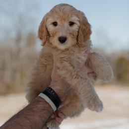 Franklin - Apricot male Goldendoodle puppy in Hiddenite, North Carolina from Rose and Reid Doodles