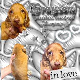 Grayson - Red male Dachshund puppy in Brazil, Indiana from King Duke Dachshunds