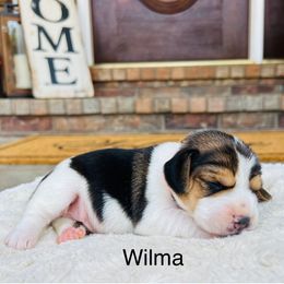 Wilma - Black tan and white female Beagle puppy in Mansfield, Missouri from Rippee Creek Kennel