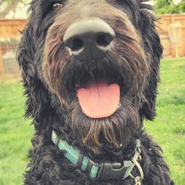 Goldendoodles from Blue Moon Doodles