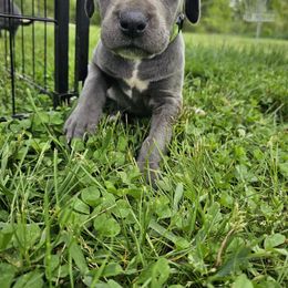 Great Dane Puppies from Harrison Danes