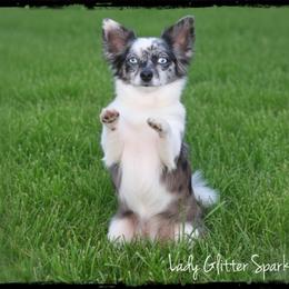 Lady Glitter Sparkles - Chihuahua