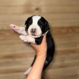 Cove - Black & white male Australian Shepherd puppy in Newton, Mississippi from Bright Star Aussies