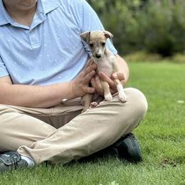 Boy 3 - Blue fawn male Italian Greyhound puppy in Sugar Valley, Georgia from Pinnacle Farm and Kennel