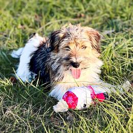 Harry - Russell Terrier