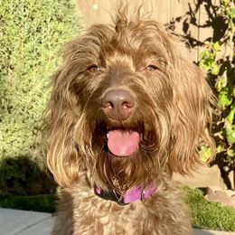 Pebbles - Labradoodle