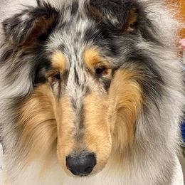 Collies from Hillsong Collies