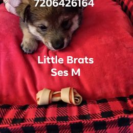 Kringle Sesame - Sesame male Shiba Inu puppy in Colorado Springs, Colorado from Little Brats
