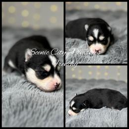 Frenchy - Black and white female Pomsky puppy in Rossville, Georgia from Scenic City Pomskies
