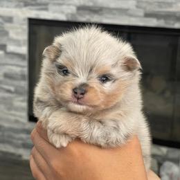 Blue and tan Merle - Blue merle male Pomeranian puppy in Las Vegas, Nevada from PomAmour Pomeranians
