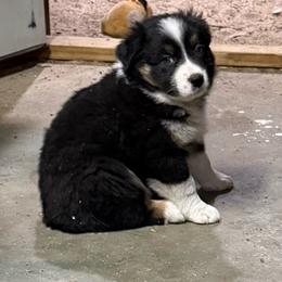 Pixy - Black tri-color female Australian Shepherd puppy in Brownfield, Maine from Misty Feather Aussies