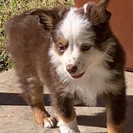 Toy Australian Shepherds from Texas Toy Aussies