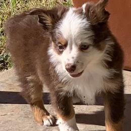 Toy Australian Shepherds from Texas Toy Aussies