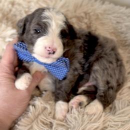 Bernedoodle, Cavapoo, and Goldendoodle Puppies from Blackberry Farm Puppies