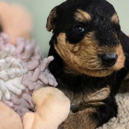 Girl 1 - Black and tan female Airedale Terrier puppy in Willow Spring, North Carolina from Reydaleterrydale Airedales