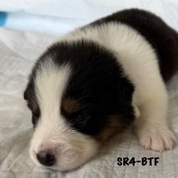 SR4 - Black tri-color female Australian Shepherd puppy in Ada, Ohio from Windy Hill Aussies