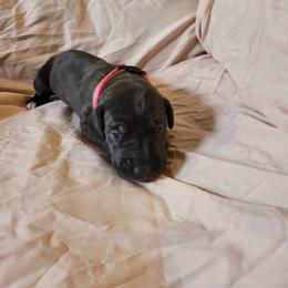 Cane Corso and Great Dane Puppies from RC RANCH GREAT DANES