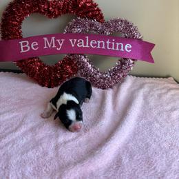 Smooch - Black tri female Miniature American Shepherd puppy in Henrietta, New York from Morning Glory Minis