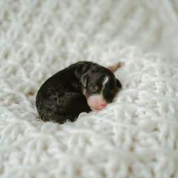 Girl 3 - female Aussiedoodle puppy in Inman, South Carolina from Dark Corner Doodles