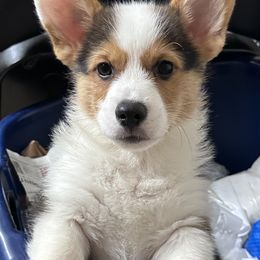 Pembroke Welsh Corgi Puppies from G & H Corgis