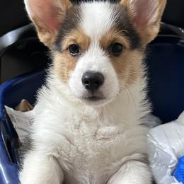 Pembroke Welsh Corgi Puppies from G & H Corgis