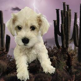 Spurgeon (formerly Charlie III) - White male Schnoodle puppy in Tucson, Arizona from Smart Schnauzers & Schnoodles