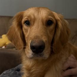 Sunny - Golden Retriever
