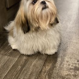 Shih Tzu Puppies from Willow Lane Shih Tzus