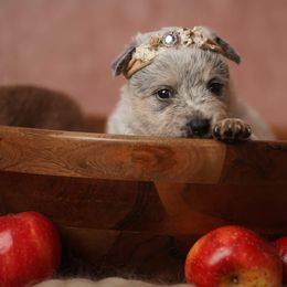 Australian Cattle Dog and Collie Puppies from Blackberry Hills