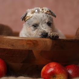Australian Cattle Dog and Collie Puppies from Blackberry Hills