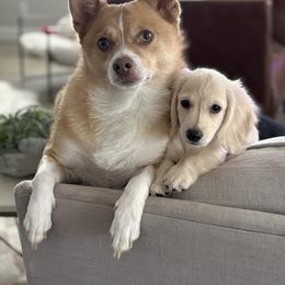 Dachshund Puppies from Dachshund Family Love Breeders