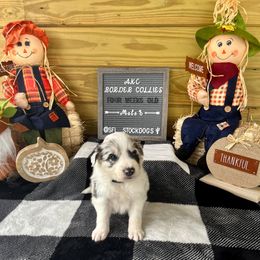 Border Collie Puppies from South Florida Stock Dogs