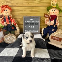 Border Collie Puppies from South Florida Stock Dogs