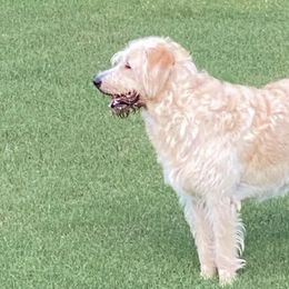 Labradoodles from DeShazo Farms