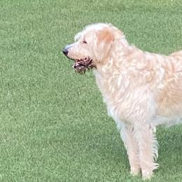 Labradoodles from DeShazo Farms