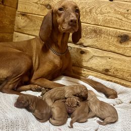 Girl 1 - Golden rust female Vizsla puppy in Windsor, Maine from Pleasant Ridge