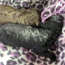 Goldendoodles from Ginger The Doodles of Madison County