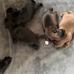 Shih Tzu puppies from The Ruff Life Tribe