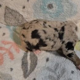 Australian Shepherd Puppies from Nicole Brinton