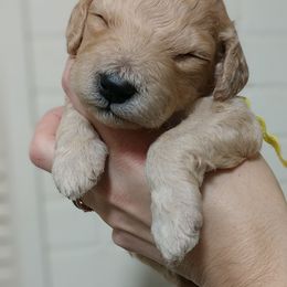 Poodle Puppies from APAW Poodles
