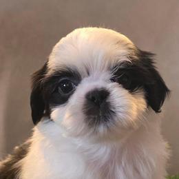 Simon - Black and white male Shih Tzu puppy in Brighton, Missouri from Morningstar's Shih Tzu