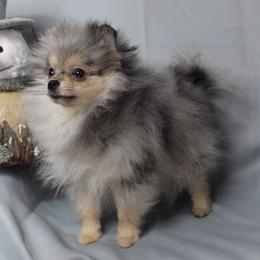 Sparkle - Pomeranian
