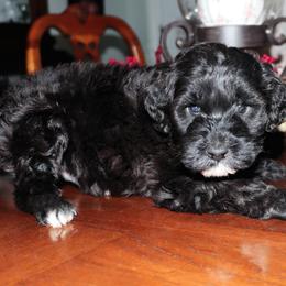 Porto - Black and white male Havanese puppy in Hamptonville, North Carolina from Alabama Havanese Kennel Tidewater Kennel