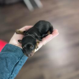 Cocoa - Black and tan male Dachshund puppy in Live Oak, Florida from Johnson’s Weiner Farm