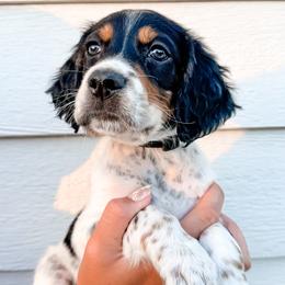 6th Pick Male - Blue belton and tan (tri-color) male Llewellin Setter puppy in Blackfoot, Idaho from Sand Hill Shepherds & Setters